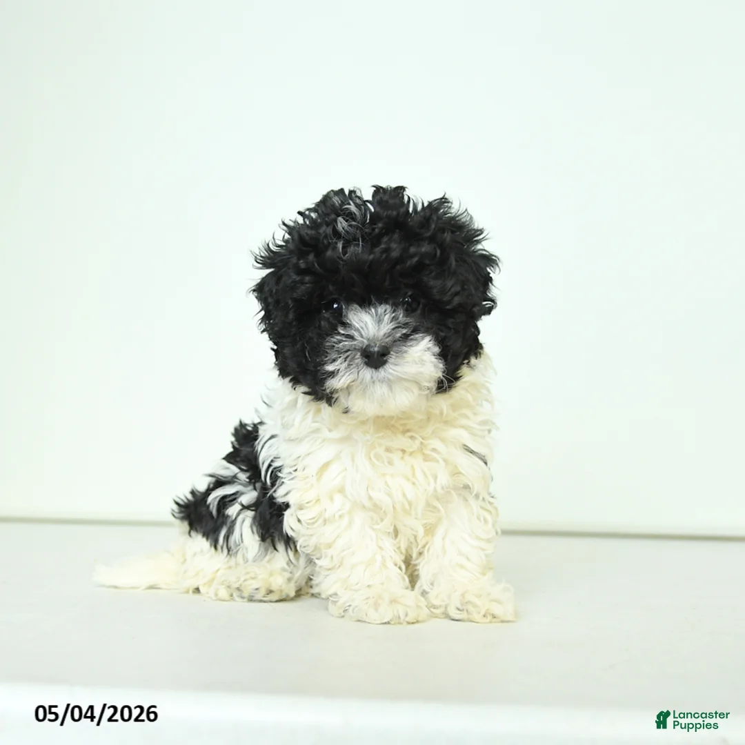 Havapoo dogs for sale: Hazel - Ad 1