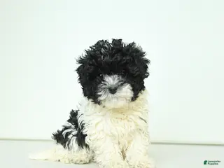 Havapoo dogs for sale: Hazel - Ad 3