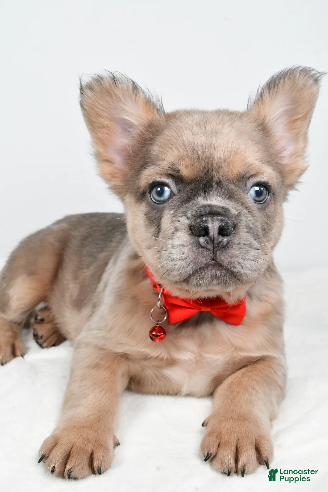 French Bulldog dogs for sale: Chester - Ad 8