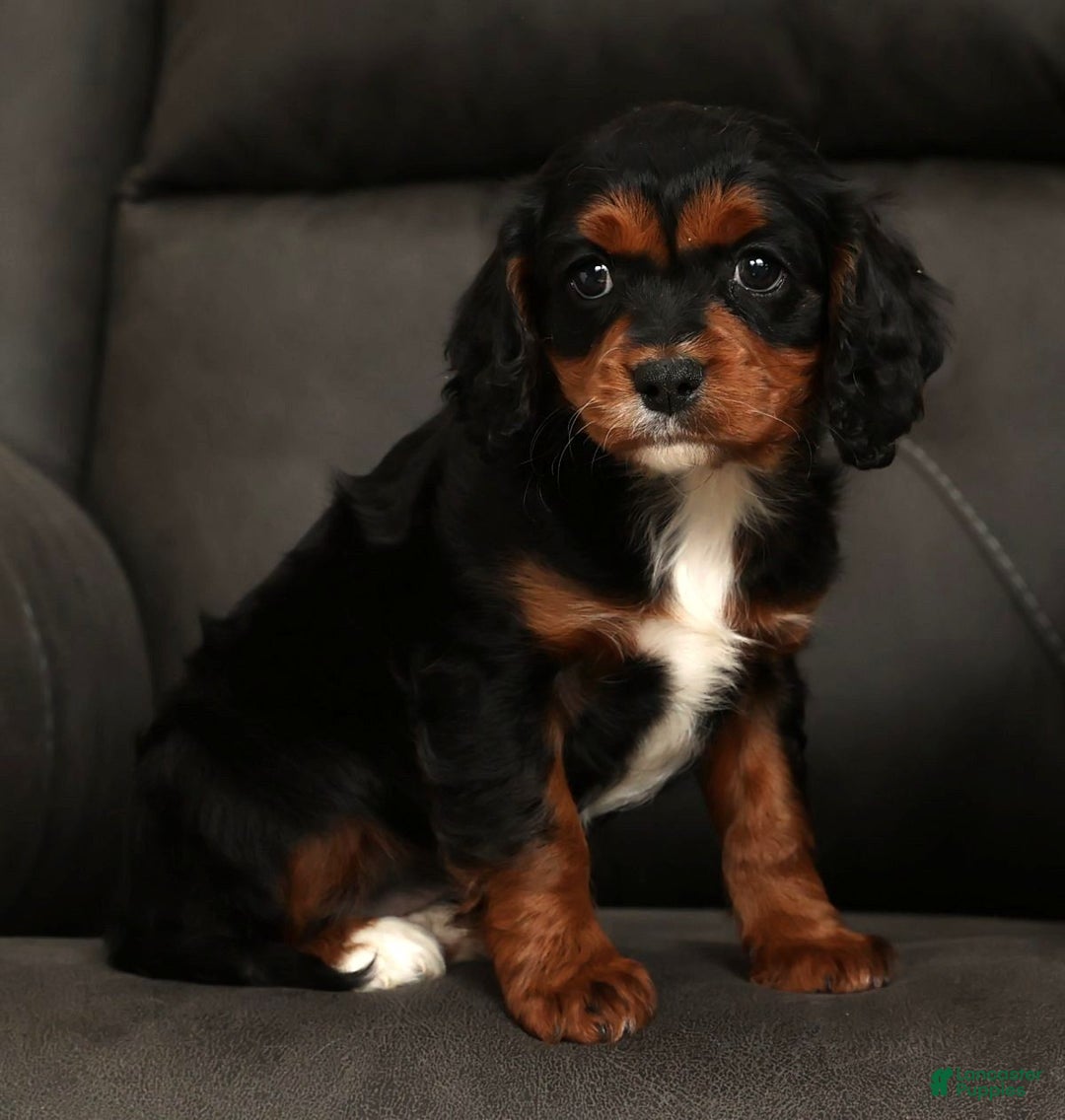 Cavapoo dogs for sale: Chloe - Ad 6