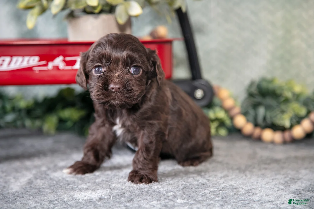 Cocker Spaniel dogs for sale: Marney - Ad 1