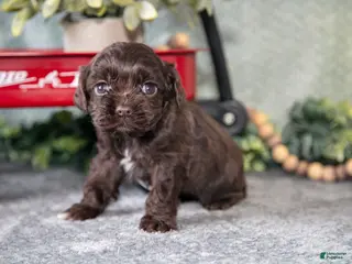 Cocker Spaniel dogs Marney - Ad 11