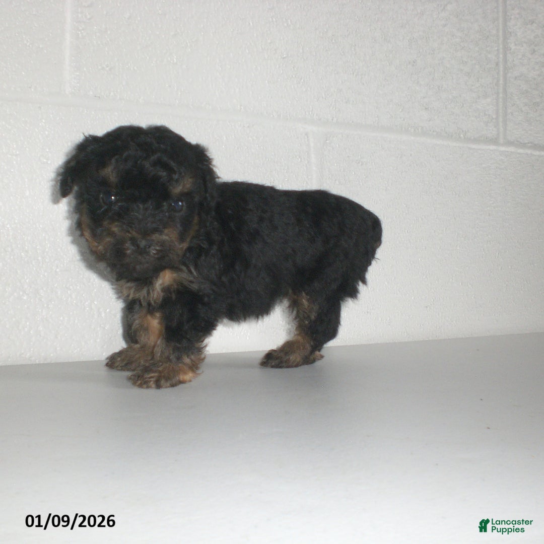 Yorkiepoo dogs for sale: Abby - Ad 12