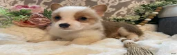 Welsh Corgi Pembroke dogs for sale: Scout - Ad 9