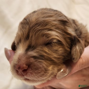 Mini Aussiedoodle dogs for sale: Ginger Female Red Merle with White Accents - Ad 8