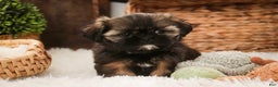 Shih Tzu dogs for sale: Pansy - Ad 6