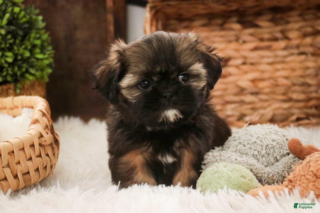 Shih Tzu dogs for sale: Pansy - Ad 6