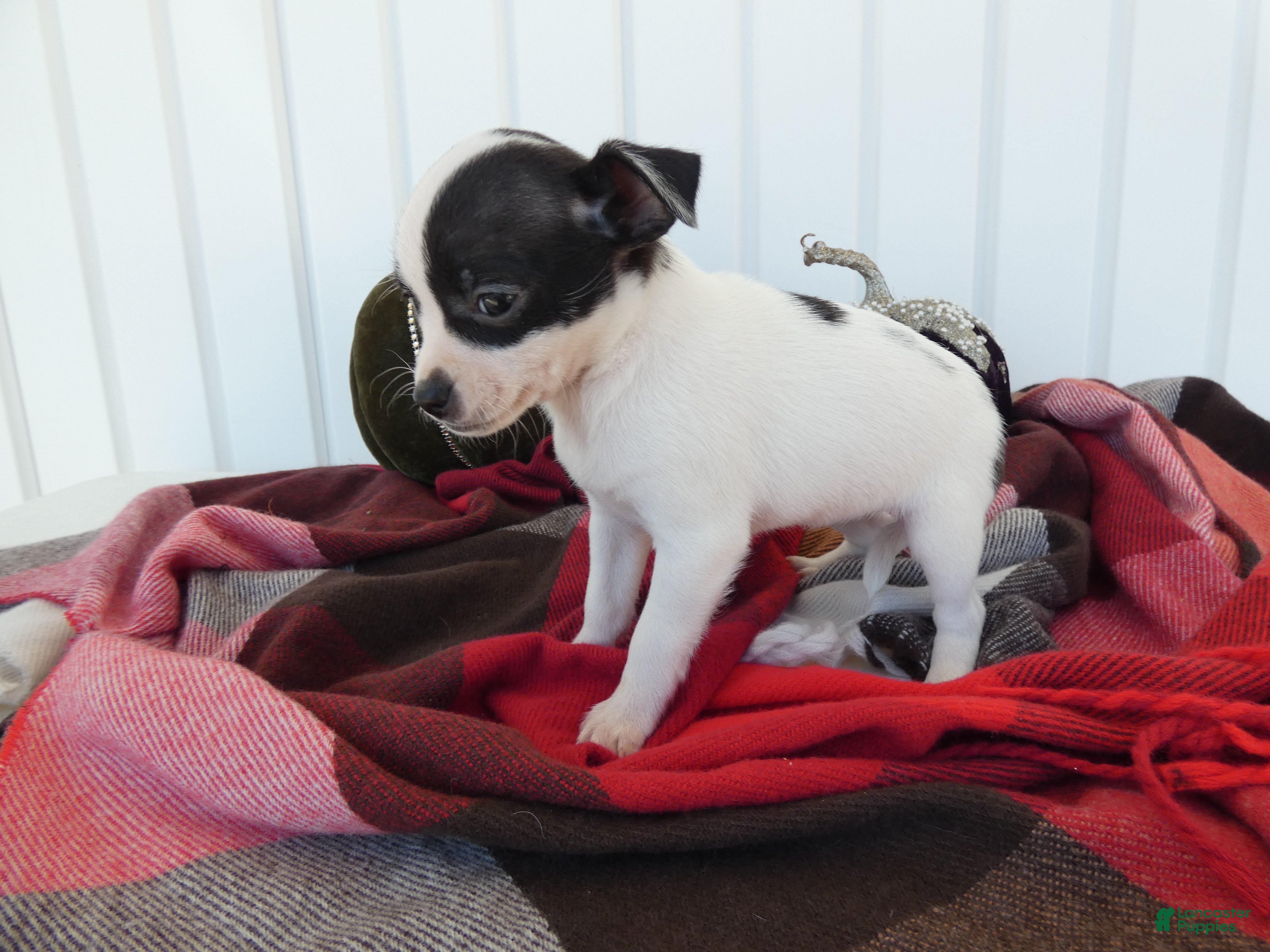 Chihuahua dogs for sale: Chihuahua 2 Sky - Ad 2