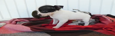 Chihuahua 2 Sky