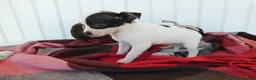 Chihuahua dogs for sale: Chihuahua 2 Sky - Ad 1