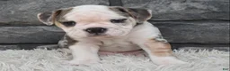 Beabull dogs for sale: Tank - Ad 3