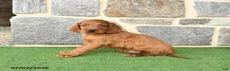 Irish Setter dogs for sale: Conner - Ad 2