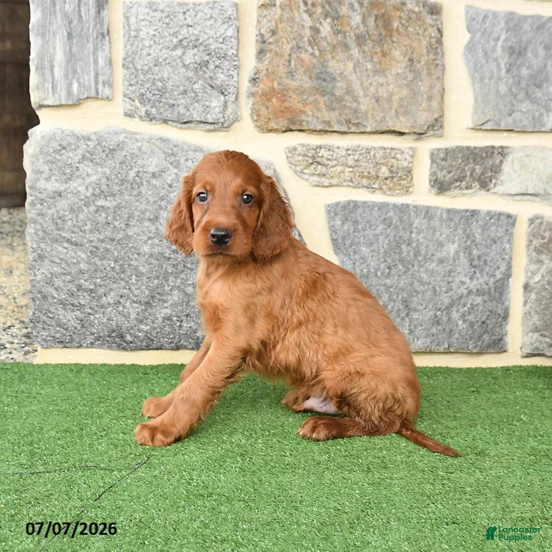 Irish Setter dogs for sale: Conner - Ad 2