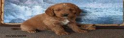 Goldendoodle dogs for sale: Perry - Ad 3