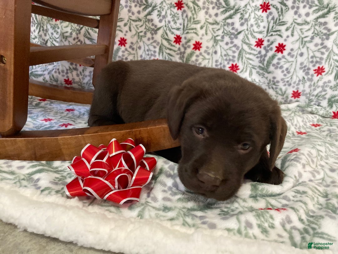 Labrador Retriever dogs for sale: Mia - Ad 3