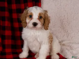 Cavapoo dogs Nash - Ad 17