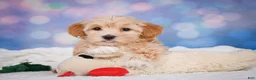 Maltipoo dogs for sale: callie - Ad 14