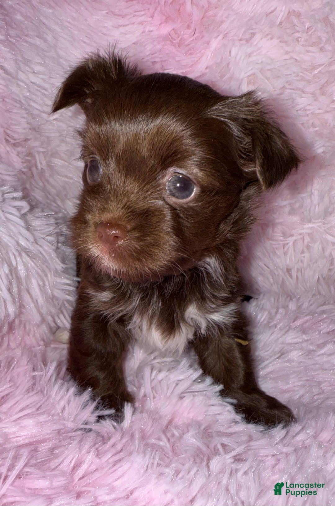 Yorkshire Terrier dogs for sale: Baby - Ad 1