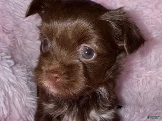 Yorkshire Terrier dogs Baby - Ad 17