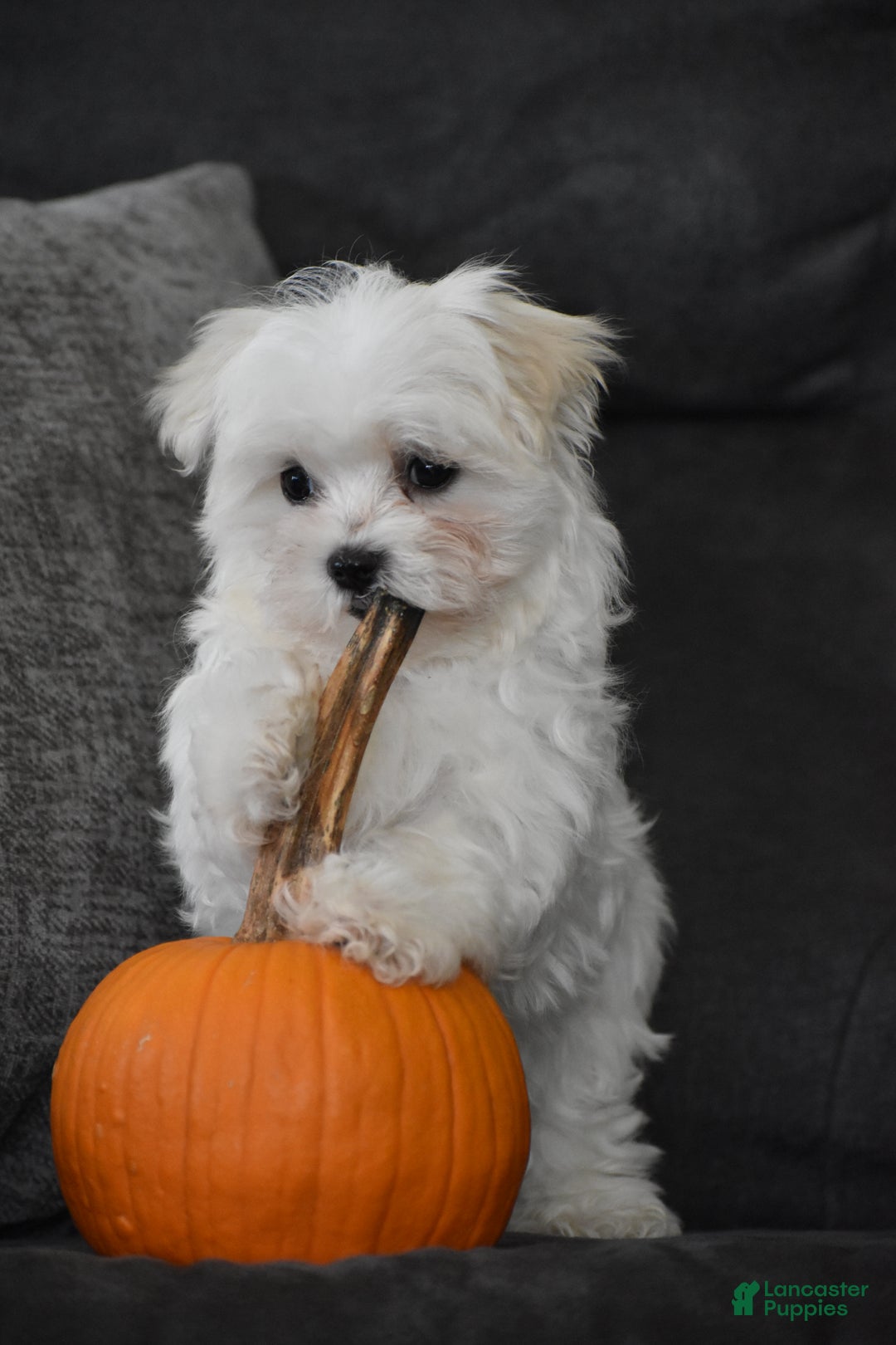 Maltese dogs for sale: Skye - Ad 3