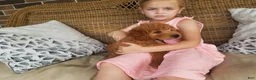 Mini Goldendoodle dogs for sale: Ginger - Ad 8