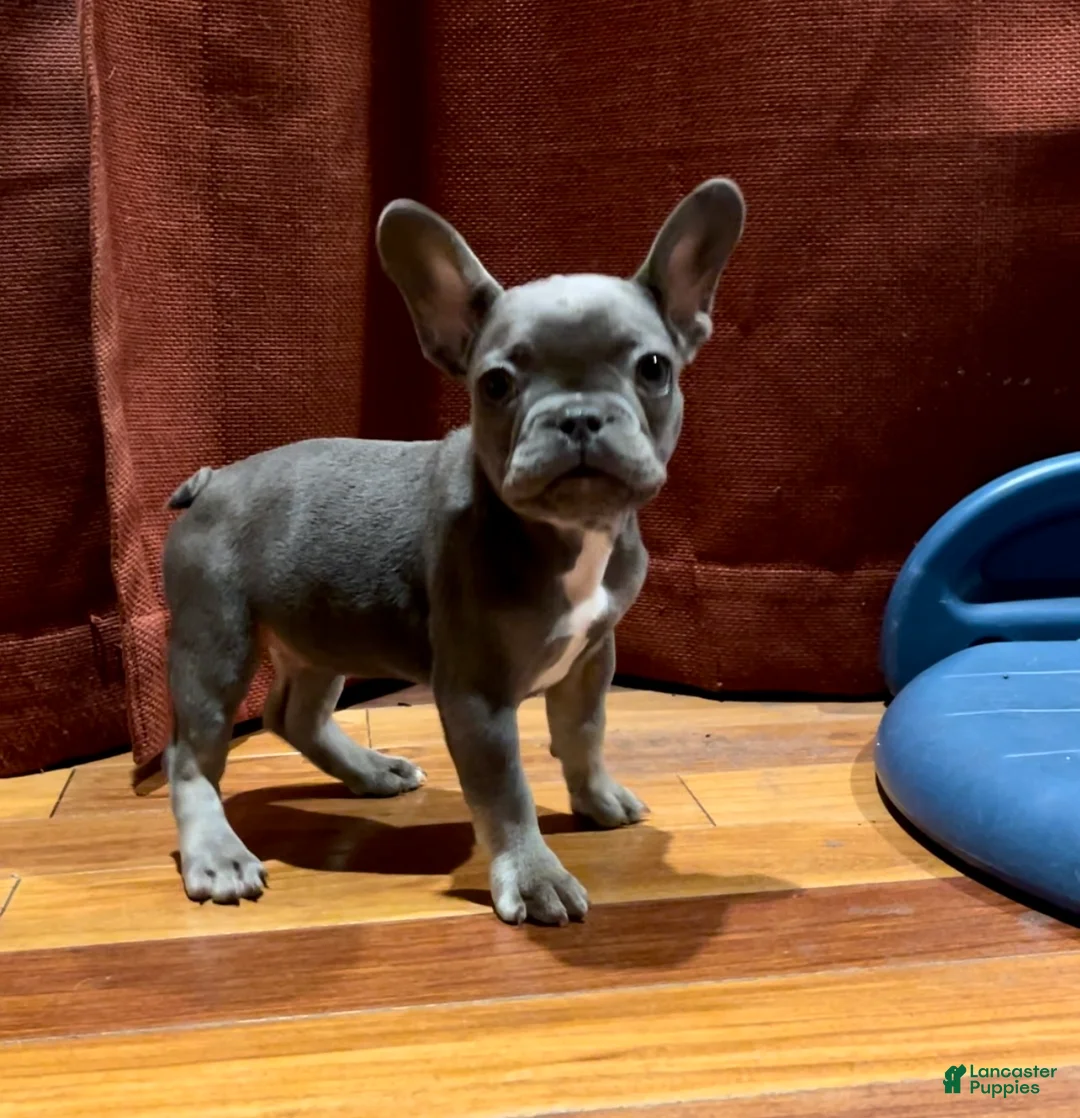 French Bulldog dogs for sale: Maple Baby - Ad 2