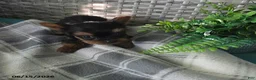 Yorkshire Terrier dogs for sale: Buttercup - Ad 1