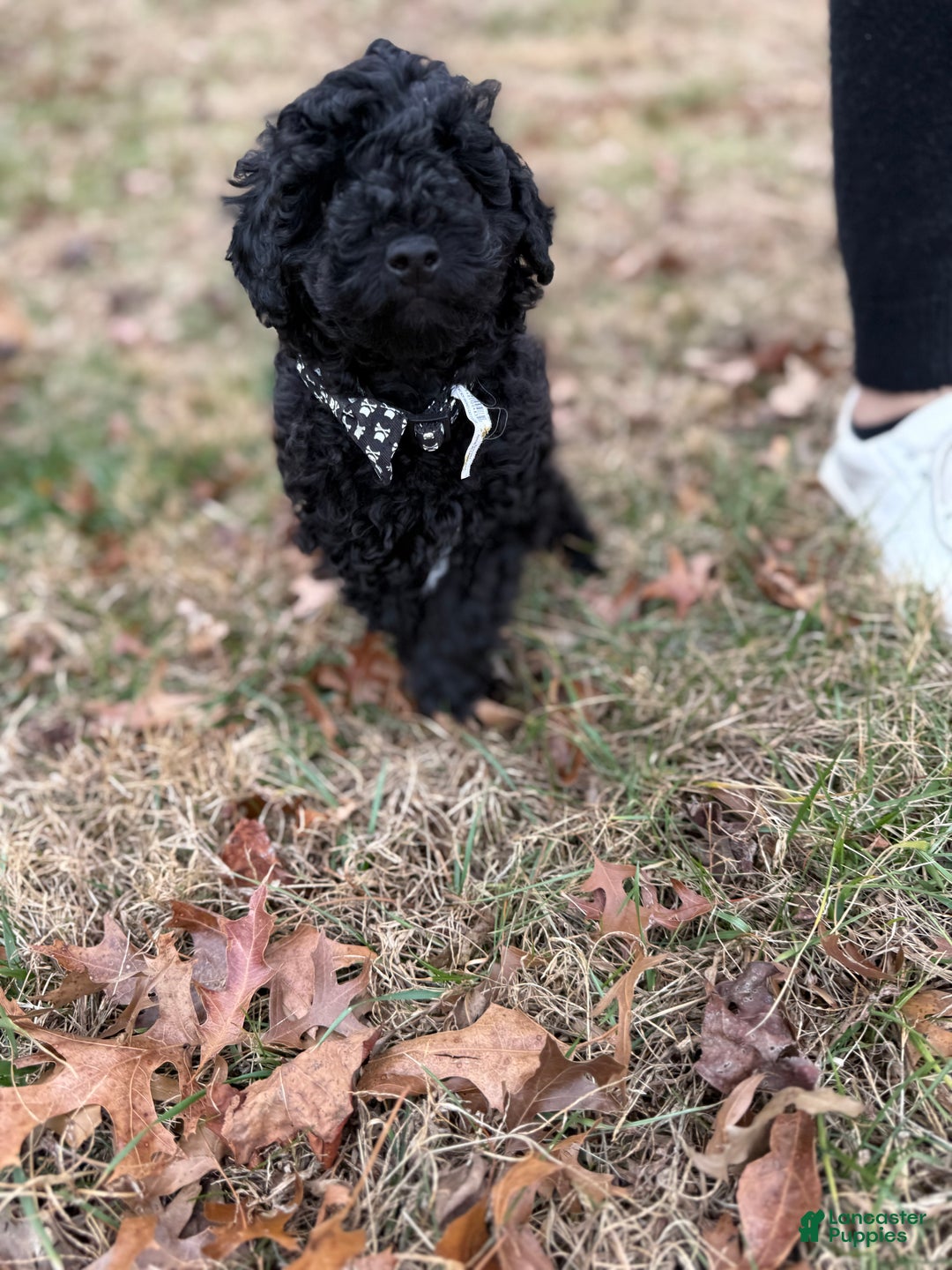 Toy Poodle dogs for sale: Dash - Ad 13