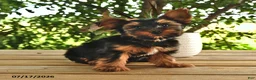 Yorkshire Terrier dogs for sale: Bandit - Ad 2