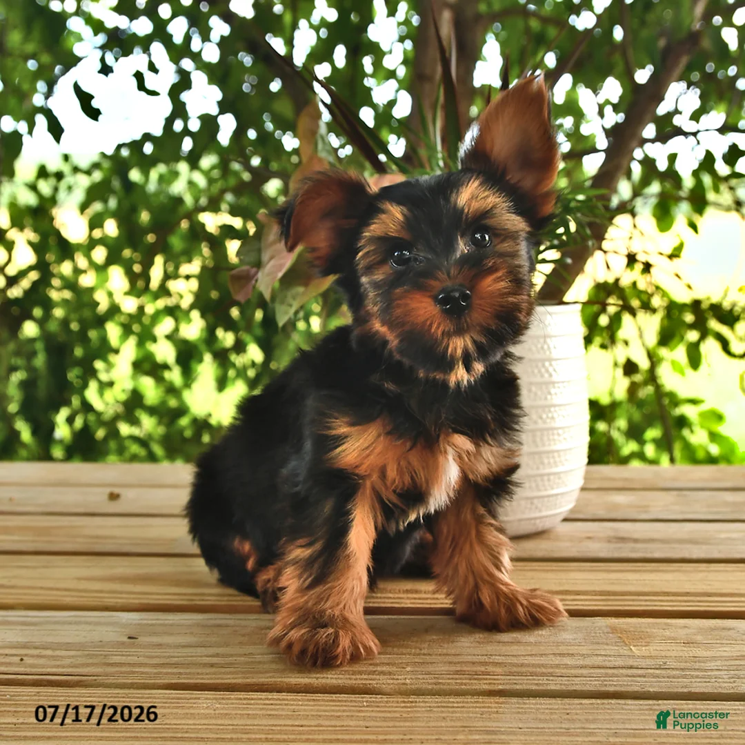 Yorkshire Terrier dogs for sale: Bandit - Ad 2