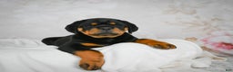 Rottweiler dogs for sale: Tater Tot  - Ad 2