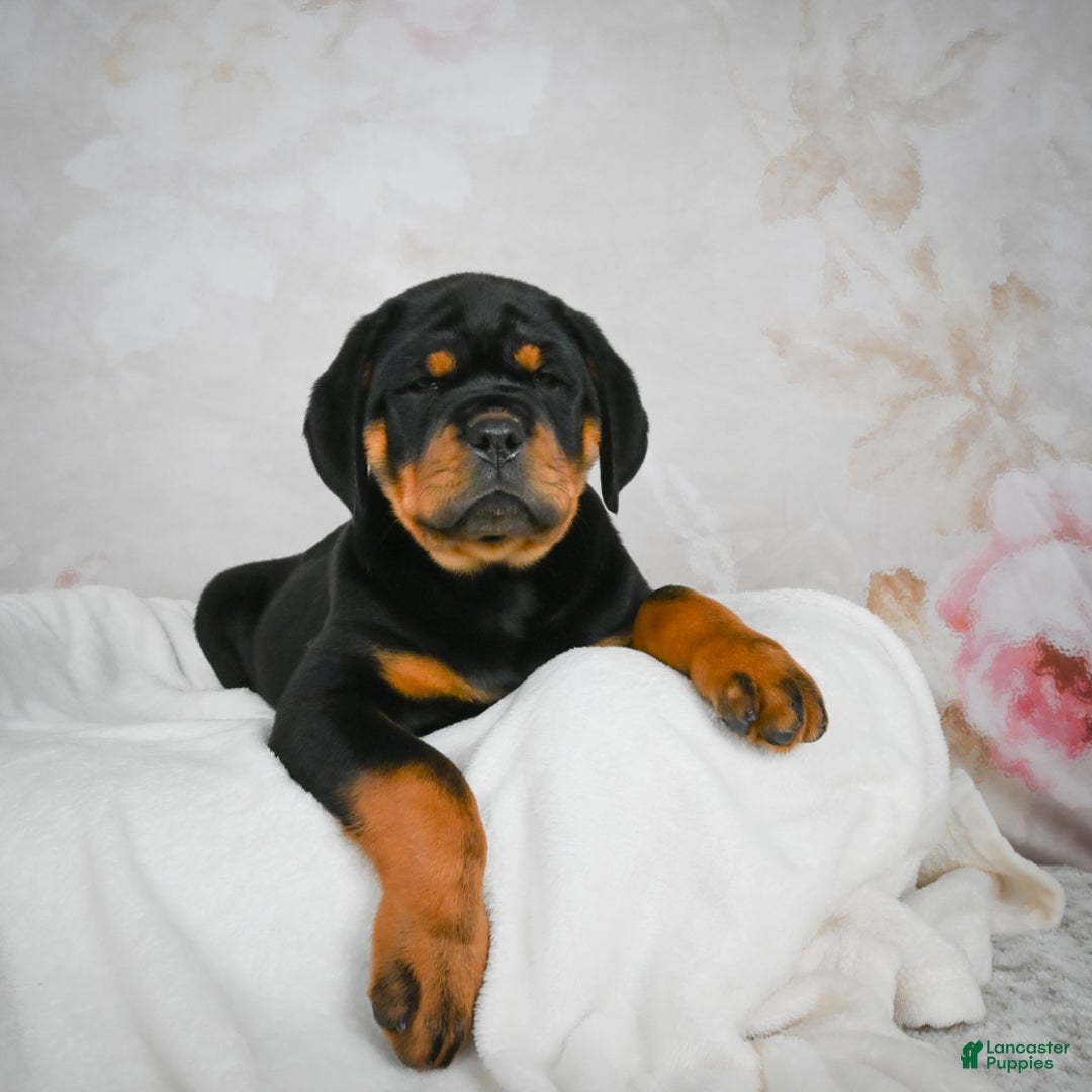 Rottweiler dogs for sale: Tater Tot  - Ad 2