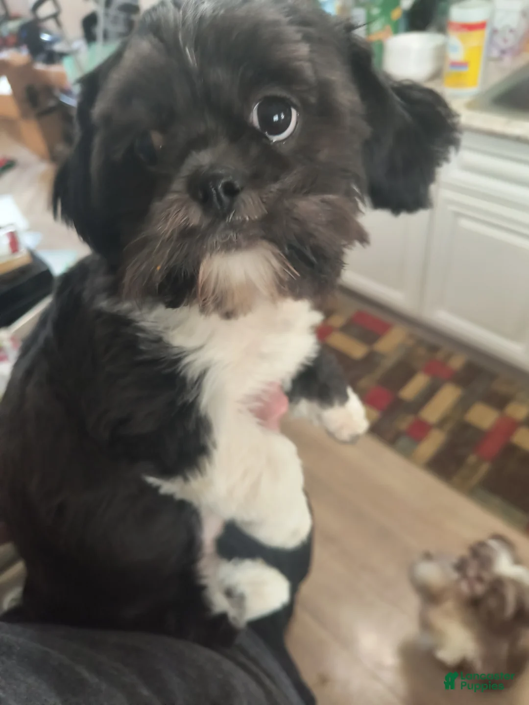 Shih Tzu dogs for sale: Shih Tzu Puppy 1 - Ad 2