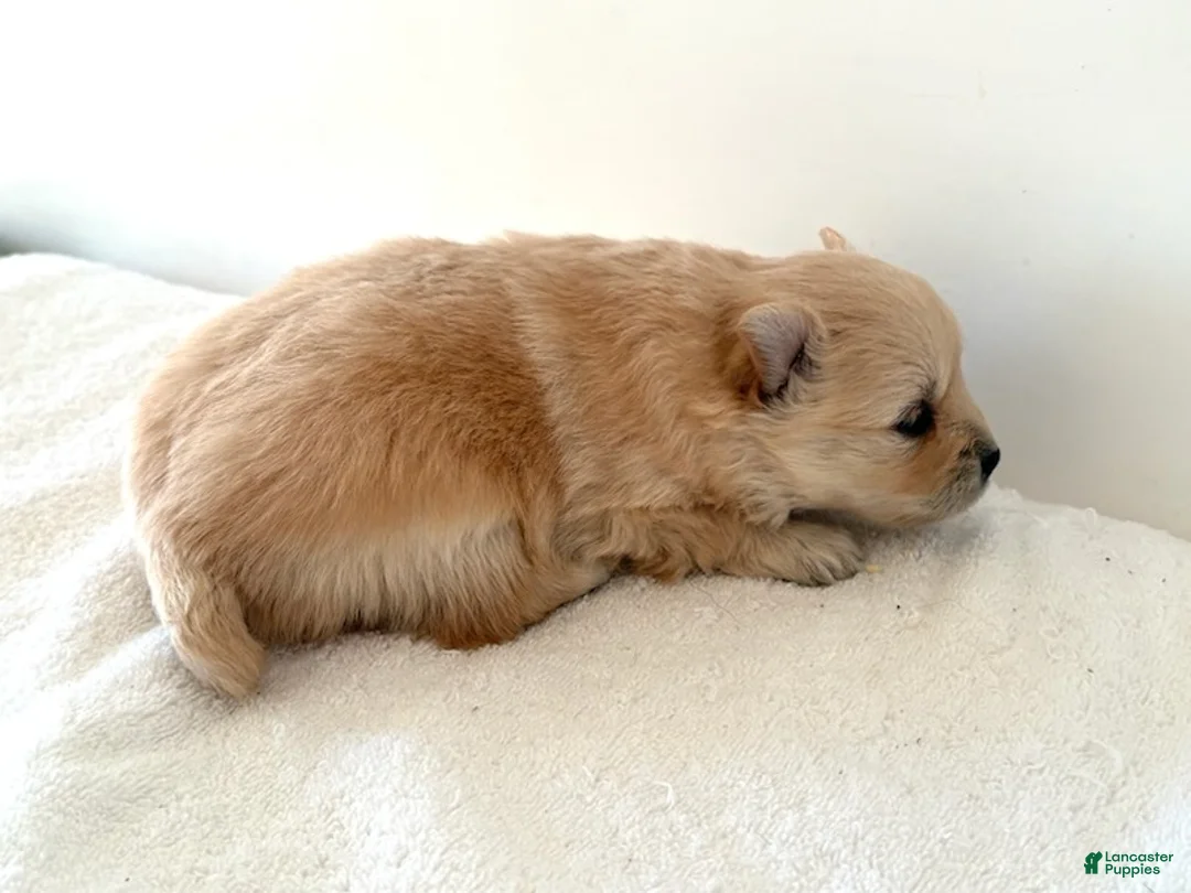 Pomeranian dogs for sale: Rollie - Ad 5