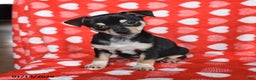 Chihuahua dogs for sale: Jackie - Ad 4