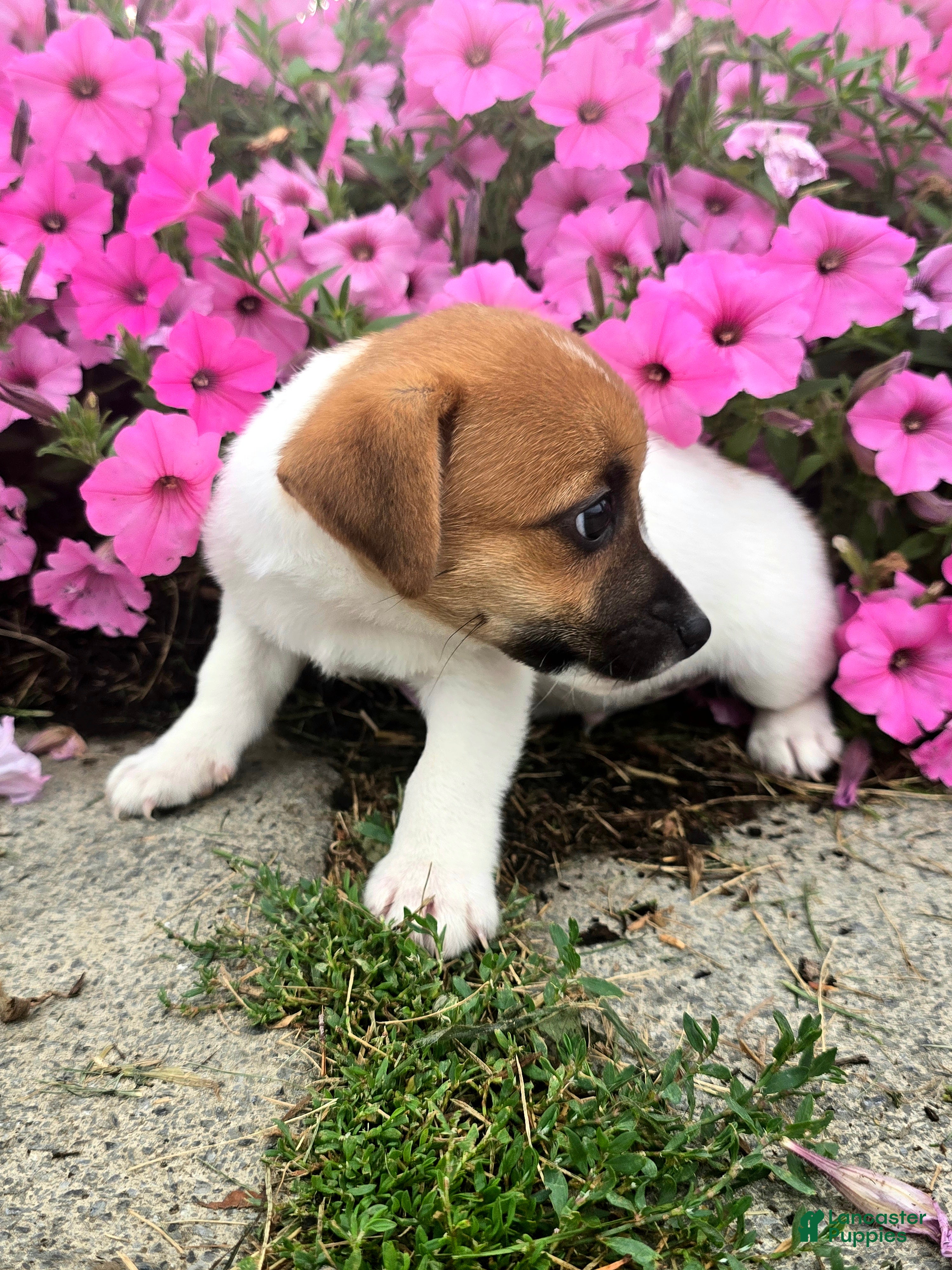 Jack Russell Terrier dogs Tip - Ad 2