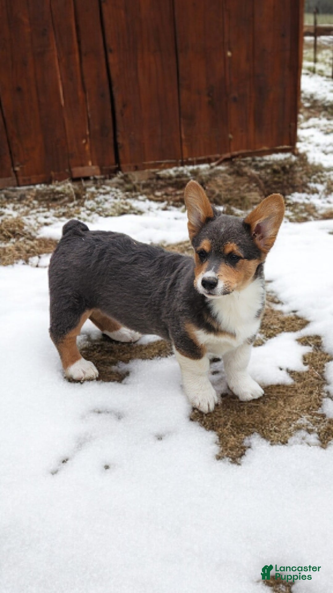Welsh Corgi Pembroke dogs for sale: Abel Bluie - Ad 3