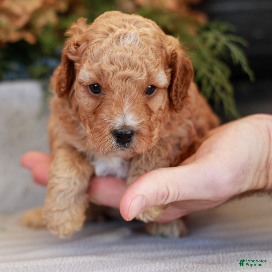 Cavapoo dogs for sale: Michael  - Ad 3