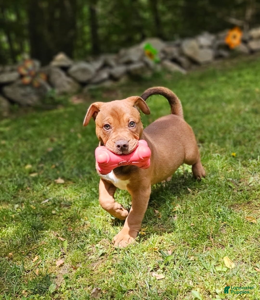 Mixed Breed dogs for sale: English Bulldog x Catahoula Boy - Ad 1