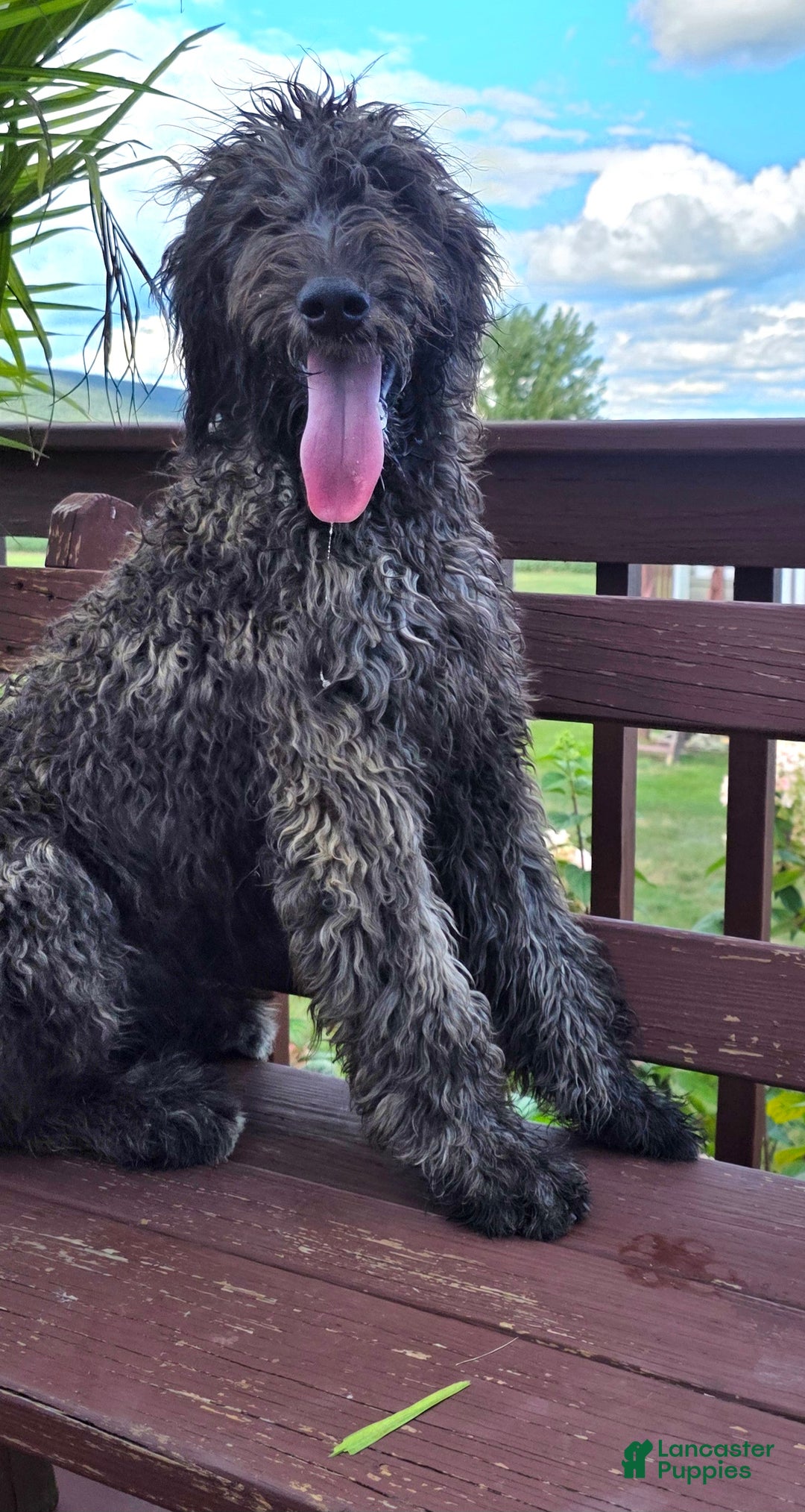 Goldendoodle dogs for sale: Maple - Ad 2