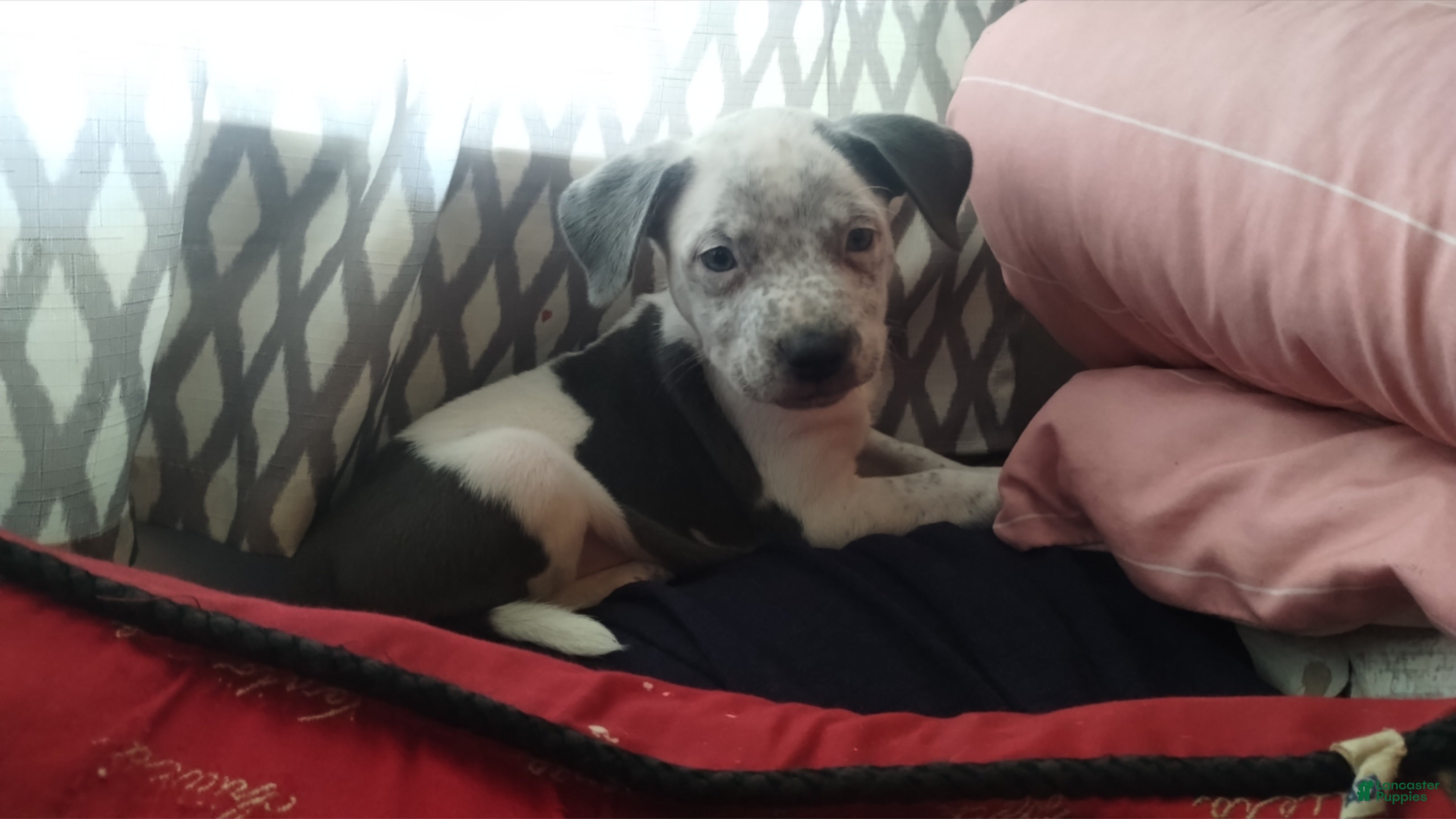 American Bully dogs Blue - Ad 12