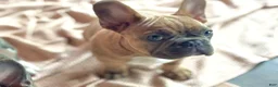 Frenchton dogs for sale: Simba - Ad 1