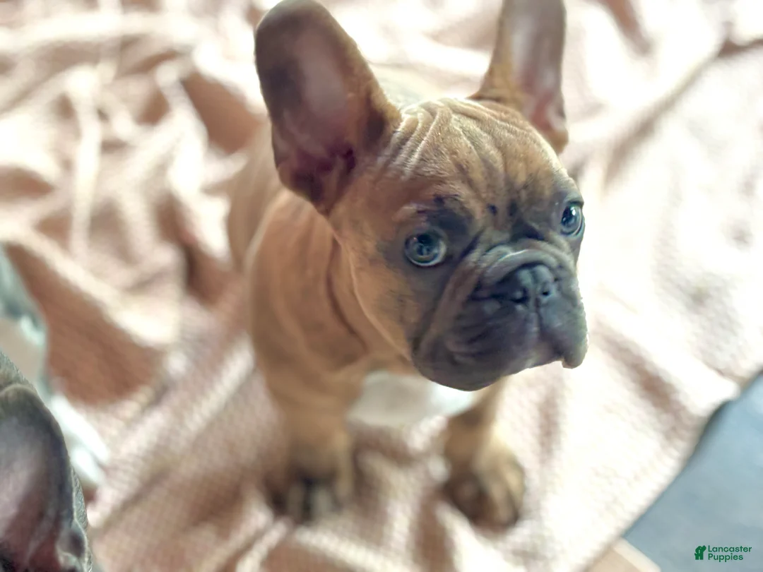 Frenchton dogs for sale: Simba - Ad 1