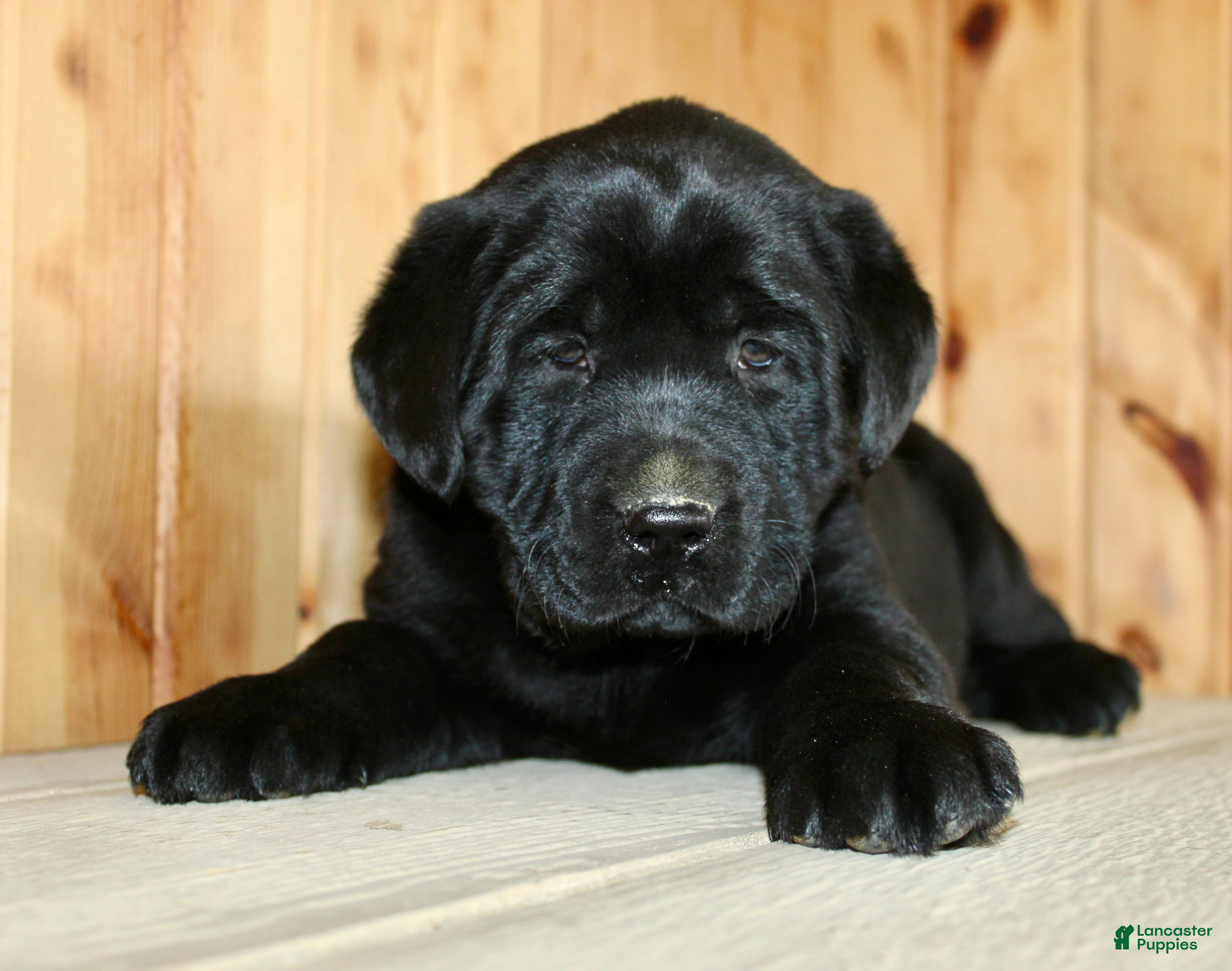 Labrador Retriever dogs Moose - Ad 1