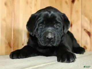 Labrador Retriever dogs for sale: Moose - Ad 1