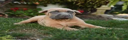 Cane Corso dogs for sale: Quirk - Ad 3