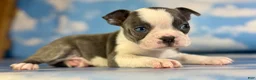 Frenchton dogs for sale: Lux - Ad 4