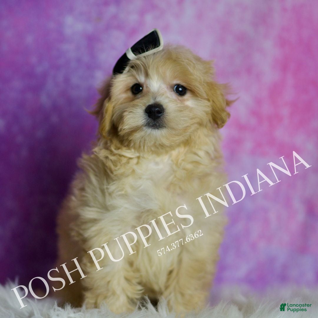 Maltipoo dogs Frankie - Ad 38