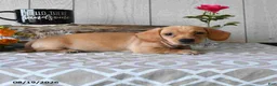 Miniature Dachshund dogs for sale: Titus - Ad 13