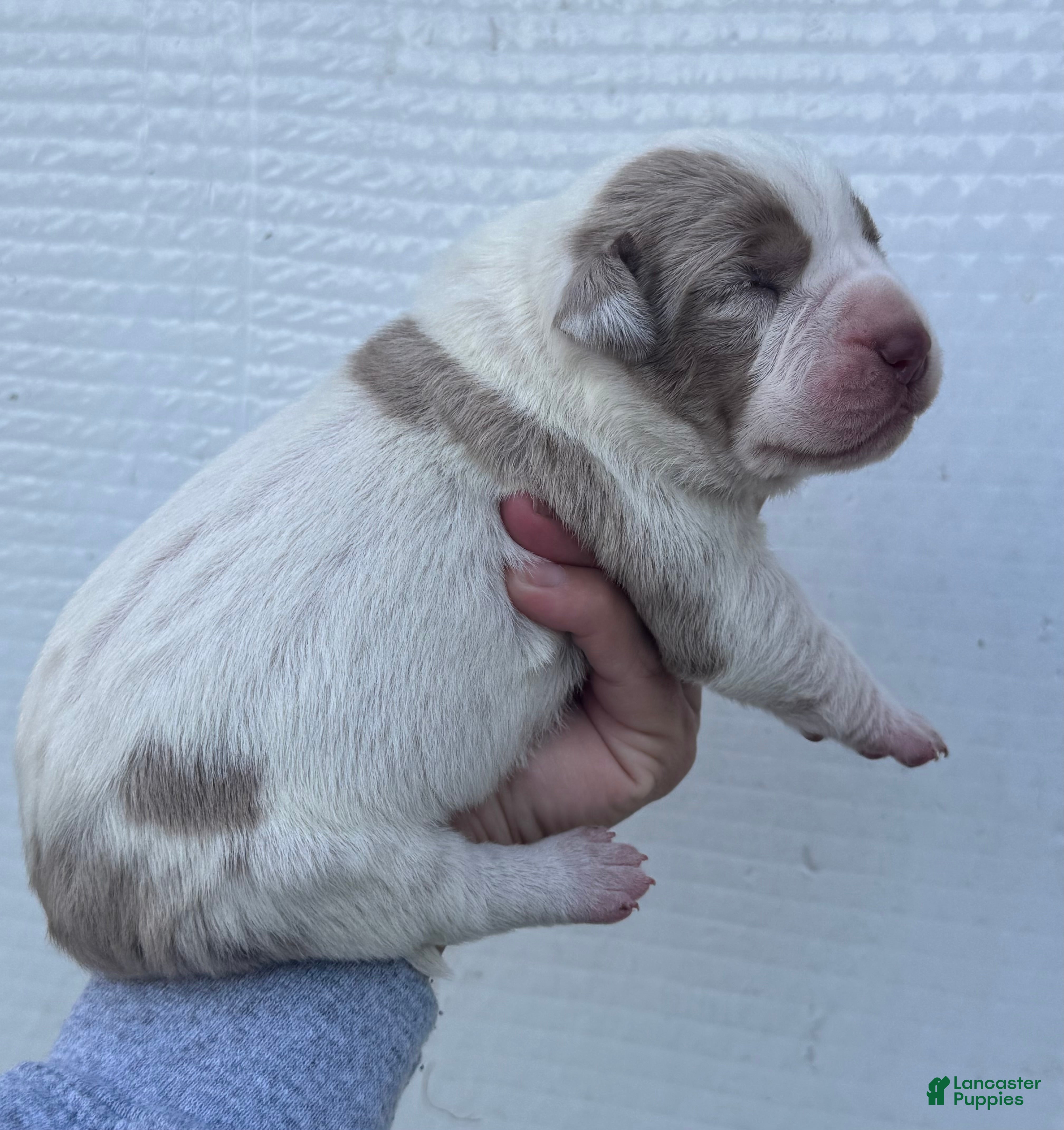 Catahoula Leopard Dog dogs Catahoula Leopard Dog Puppy 2 - Ad 1